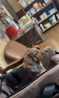 Bear, a male Miniature Dachshund for sale in Hico, TX – 3 of 10