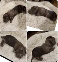 Bear, a male Miniature Dachshund for sale in Hico, TX – 2 of 4
