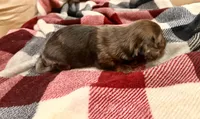 Bear, a male Miniature Dachshund for sale in Hico, TX – 3 of 4