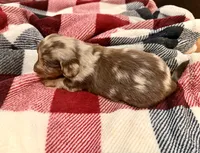 Newt, a male Miniature Dachshund for sale in Hico, TX – 3 of 4