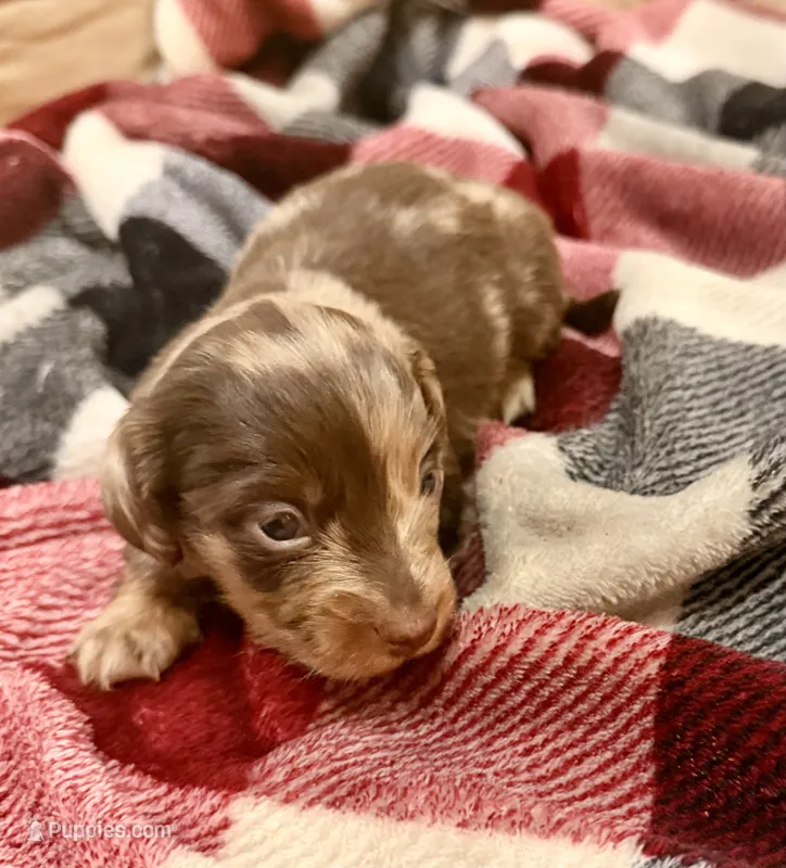 Newt – Miniature Dachshund puppy for sale in Hico, TX