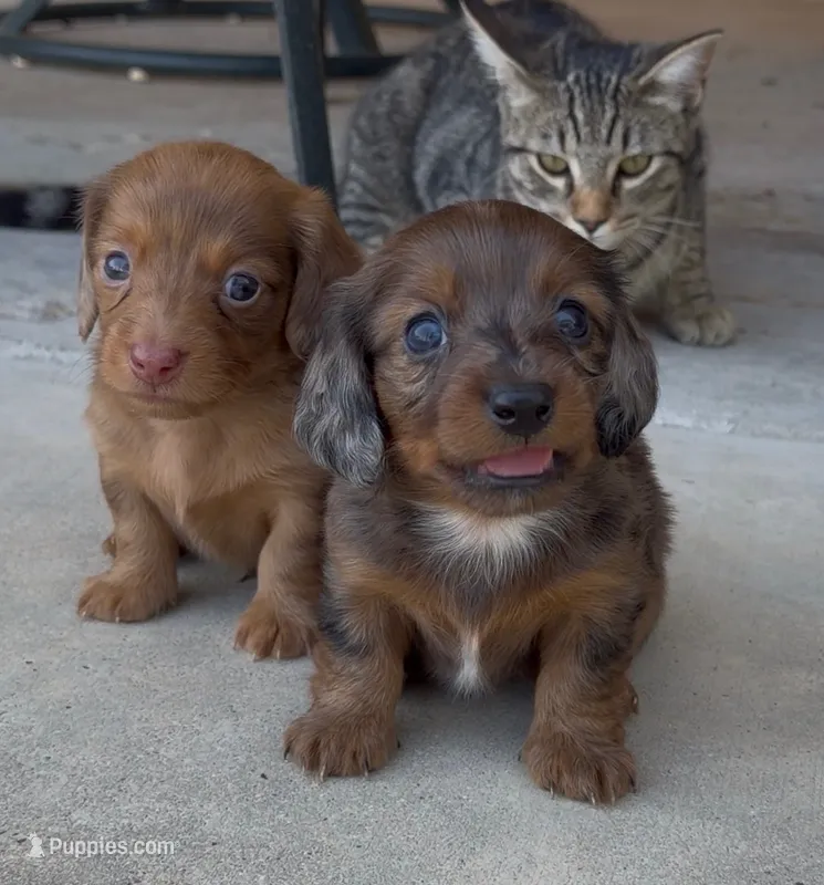 Bear – Miniature Dachshund puppy for sale in Hico, TX