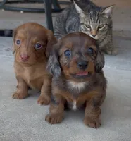 Bear, a male Miniature Dachshund for sale in Hico, TX – 8 of 8
