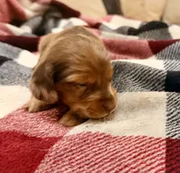 Cooper, a male Miniature Dachshund for sale in Hico, TX – 5 of 5