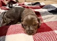 Bear, a male Miniature Dachshund for sale in Hico, TX – 1 of 4
