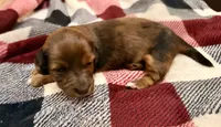 Winnie, a male Miniature Dachshund for sale in Hico, TX – 5 of 5