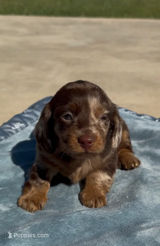 Newt – Miniature Dachshund puppy for sale in Hico, TX