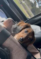 Bear, a male Miniature Dachshund for sale in Hico, TX – 2 of 10