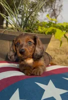 Bear, a male Miniature Dachshund for sale in Hico, TX – 3 of 8