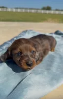 Bear, a male Miniature Dachshund for sale in Hico, TX – 5 of 8