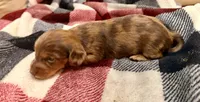 Cooper, a male Miniature Dachshund for sale in Hico, TX – 2 of 5