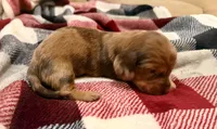 Cooper, a male Miniature Dachshund for sale in Hico, TX – 4 of 5