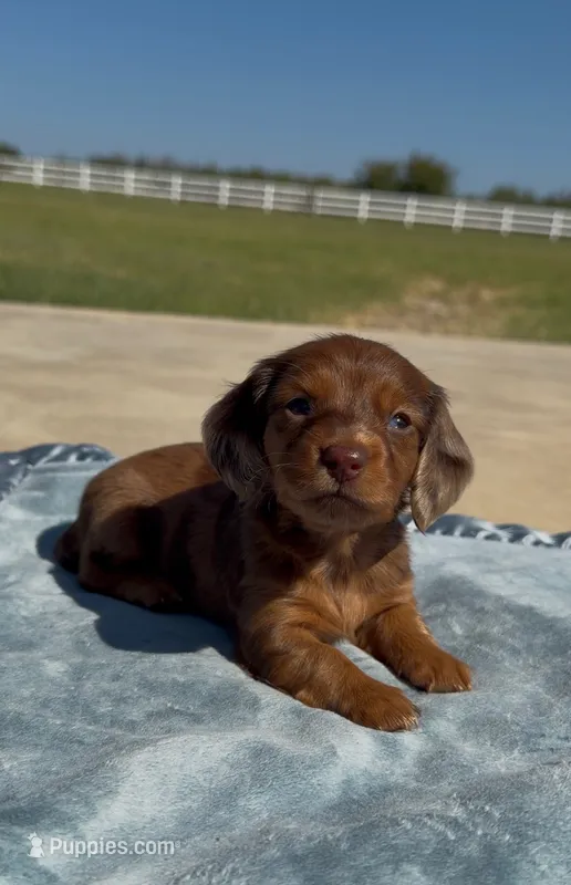 Cooper – Miniature Dachshund puppy for sale in Hico, TX