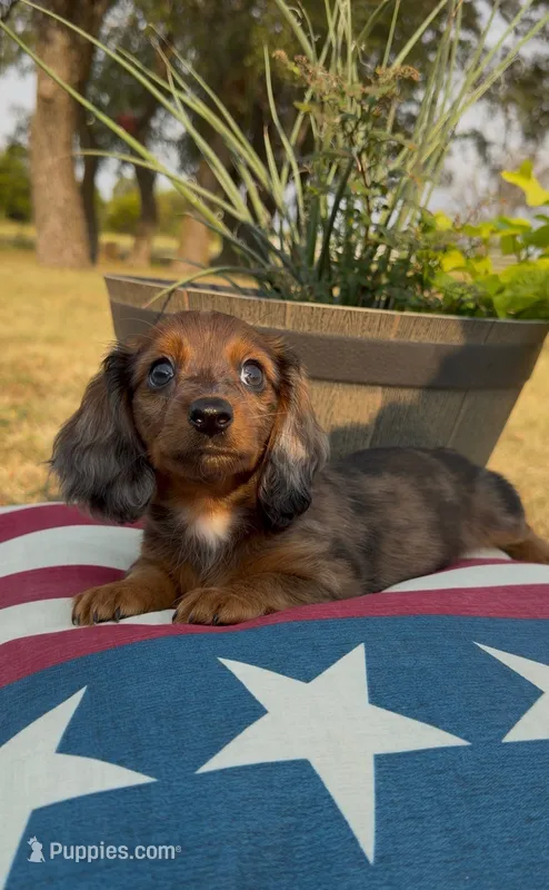 Bear – Miniature Dachshund puppy for sale in Hico, TX