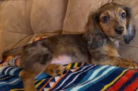 Bear, a male Miniature Dachshund for sale in Hico, TX – 8 of 10