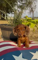 Cooper, a male Miniature Dachshund for sale in Hico, TX – 8 of 8