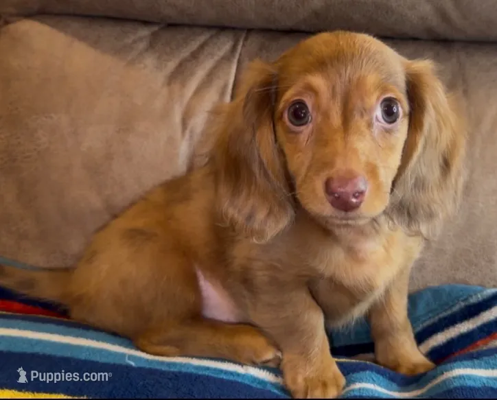 Dallas – Miniature Dachshund puppy for sale in Hico, TX