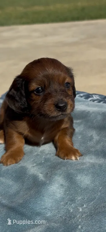 Winnie – Miniature Dachshund puppy for sale in Hico, TX