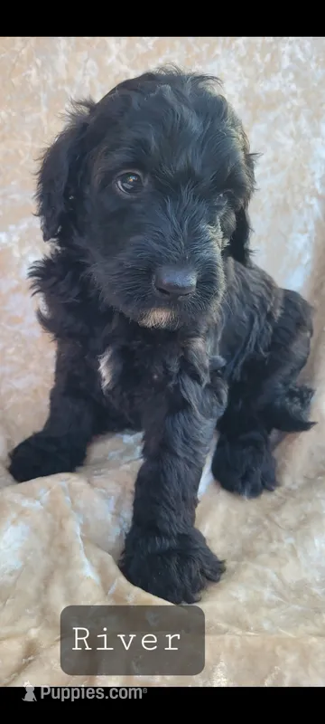 River  – Goldendoodle puppy for sale in Glasgow, KY