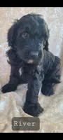 River , a male Goldendoodle for sale in Glasgow, KY – 1 of 1
