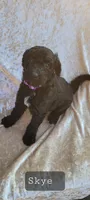 Skye, a female Goldendoodle for sale in Glasgow, KY – 1 of 1