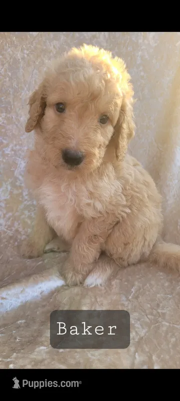 Baker – Goldendoodle puppy for sale in Glasgow, KY