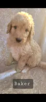 Baker, a male Goldendoodle for sale in Glasgow, KY – 1 of 1