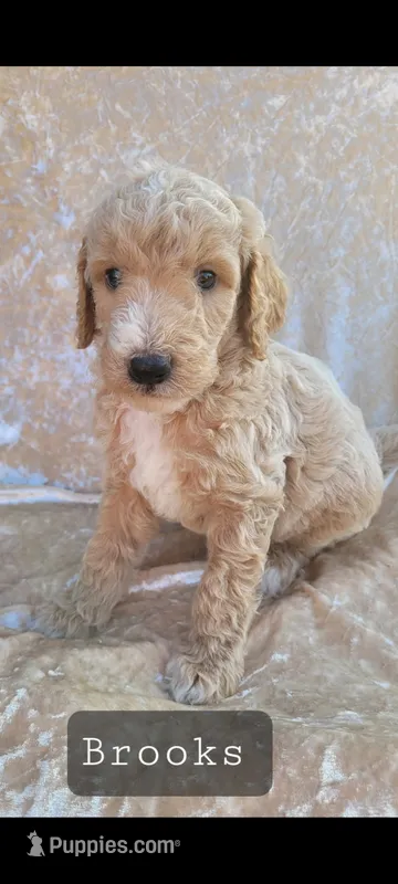 Brooks – Goldendoodle puppy for sale in Glasgow, KY