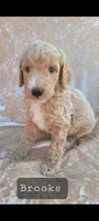 Brooks, a male Goldendoodle for sale in Glasgow, KY – 1 of 1
