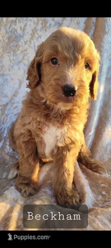 Beckham  – Goldendoodle puppy for sale in Glasgow, KY