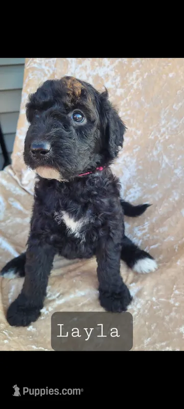 Layla – Goldendoodle puppy for sale in Glasgow, KY