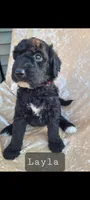 Layla, a female Goldendoodle for sale in Glasgow, KY – 1 of 1