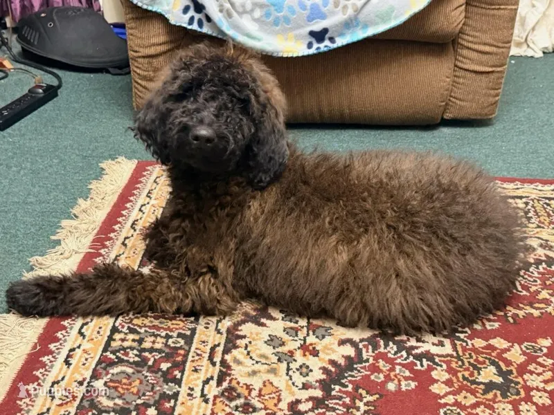 Stella, a female Goldendoodle for sale in Glasgow, KY – Photo 1 of 1