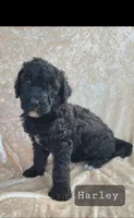 Harley , a male Goldendoodle for sale in Glasgow, KY – 1 of 1