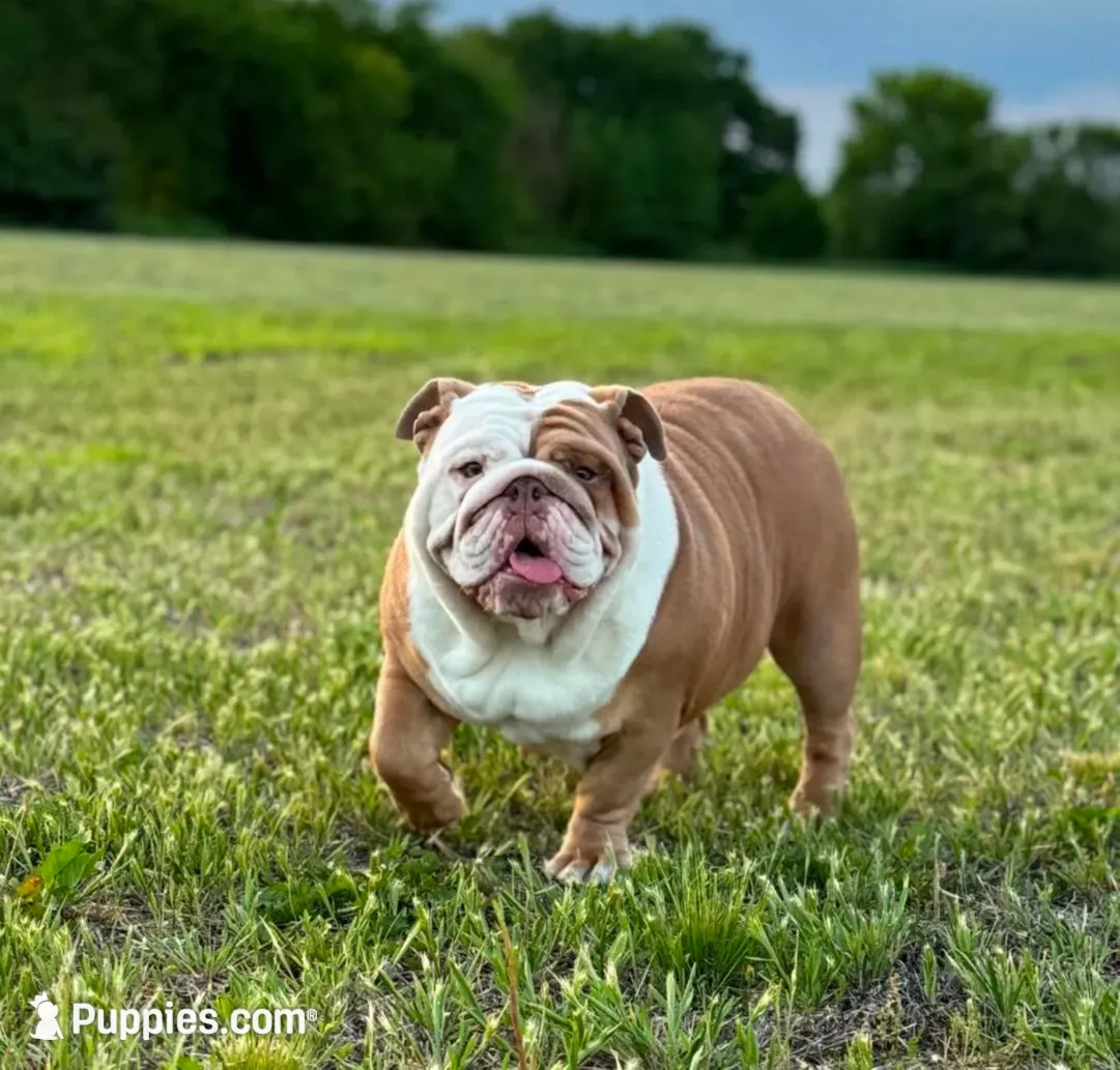Kansas Grand St's Ivy , a female English Bulldog for sale in Emporia, KS – 5 of 7