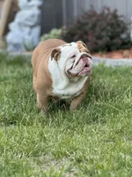 Kansas Grand St's Willow , a female English Bulldog for sale in Emporia, KS – 5 of 7
