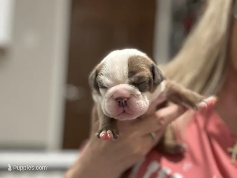 Kansas Grand St's IVY  Blue Brindle – English Bulldog puppy for sale in Emporia, KS