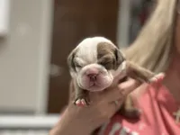 Kansas Grand St's IVY  Blue Brindle, a male English Bulldog for sale in Emporia, KS – 1 of 5