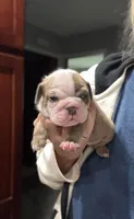 Kansas Grand St's Ivy , a female English Bulldog for sale in Emporia, KS – 1 of 2