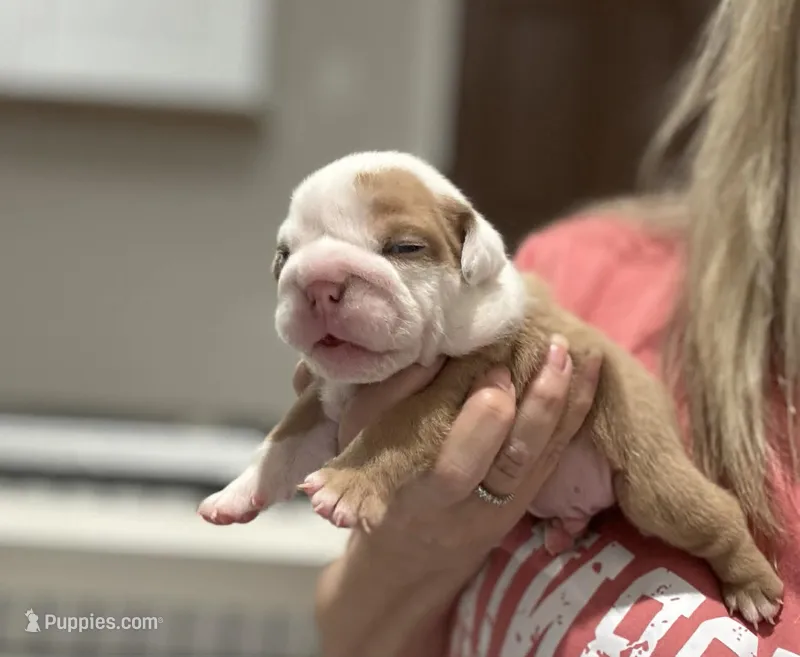 Kansas Grand St Cyrus Lilac Fawn – English Bulldog puppy for sale in Emporia, KS