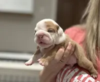 Kansas Grand St Cyrus Lilac Fawn, a male English Bulldog for sale in Emporia, KS – 1 of 4