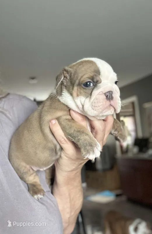Kansas Grand St's Ivy  – English Bulldog puppy on hold in Emporia, KS