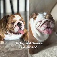 Kansas Grand St's Willow , a female English Bulldog for sale in Emporia, KS – 4 of 7