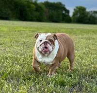 Kansas Grand St's IVY  Blue Brindle, a male English Bulldog for sale in Emporia, KS – 4 of 5