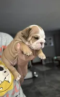 Kansas Grand St's.  Hello Dolly, a female English Bulldog for sale in Emporia, KS – 2 of 2