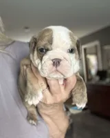 Kansas Grand St's Ivy , a female English Bulldog for sale in Emporia, KS – 1 of 7