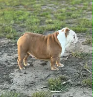 Kansas Grand St's Willow , a female English Bulldog for sale in Emporia, KS – 7 of 7