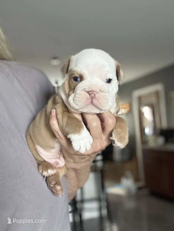 Kansas Grand St's Shiloh  – English Bulldog puppy for sale in Emporia, KS