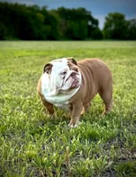 Kansas Grand St's Ivy , a female English Bulldog for sale in Emporia, KS – 6 of 7