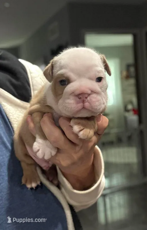 Kansas Grand St's Shiloh  – English Bulldog puppy for sale in Emporia, KS
